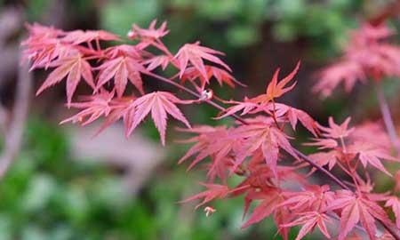 室内能养的花