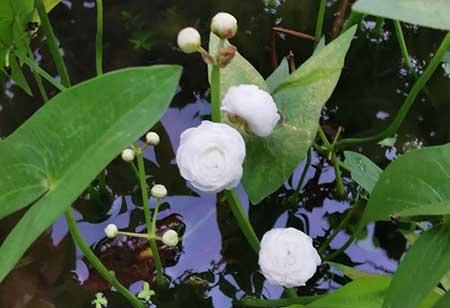 室内能养的花