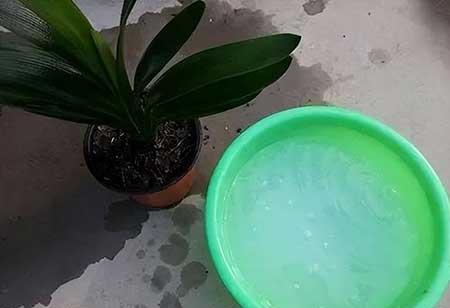 盆栽植物养护