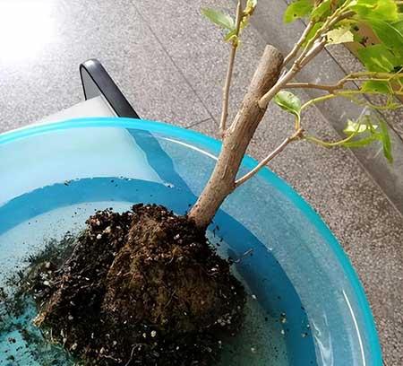 盆栽植物养护