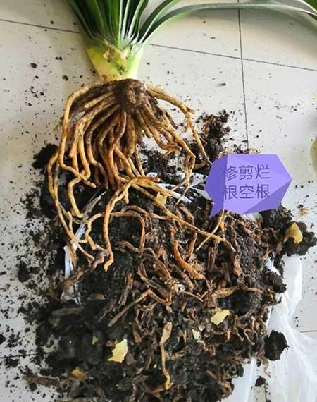 绿植移栽后怎么养护