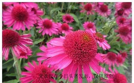 家里养什么花防蚊虫