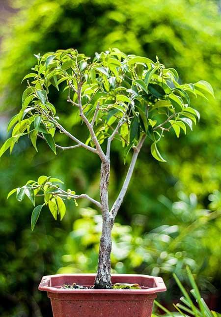 花卉菩提树的养殖方法