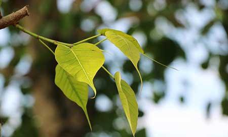 花卉菩提树的养殖方法