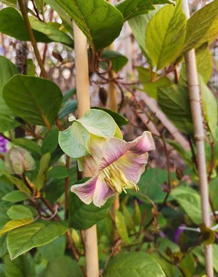 电灯花养殖方法