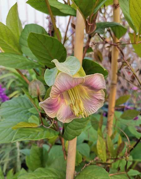 电灯花养殖方法