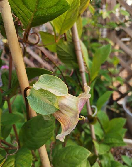 电灯花养殖方法