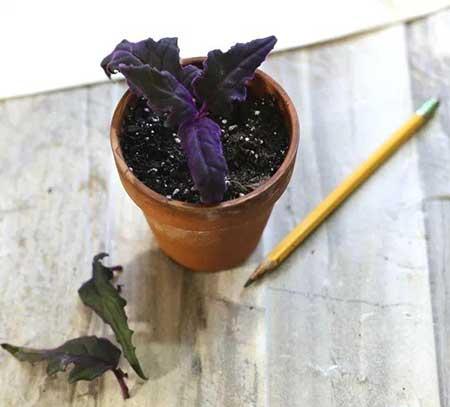 水培天鹅绒花养殖方法