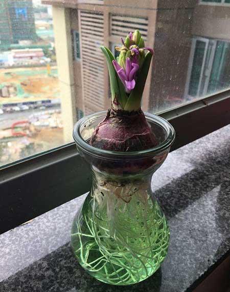 适合养在水里的花