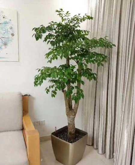 绿植幸福树怎么养