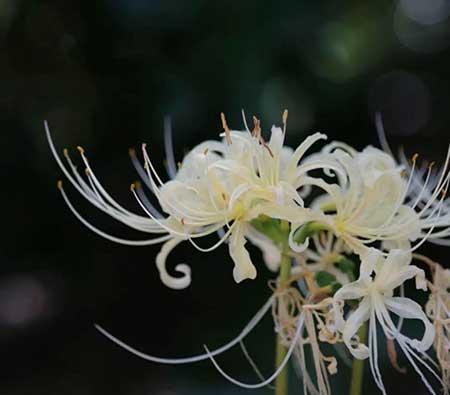 家里养的花什么花有毒