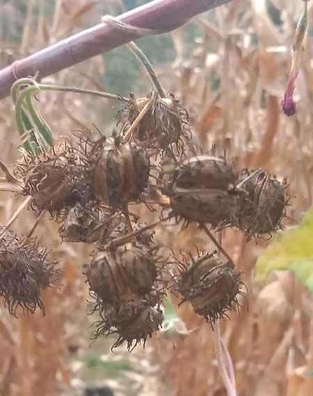 家里养的花什么花有毒