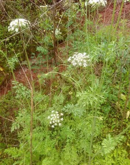 家里养的花什么花有毒