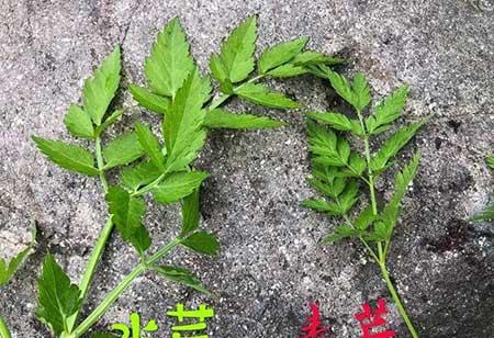 家里养的花什么花有毒