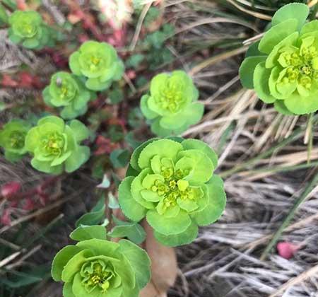 家里养的花什么花有毒