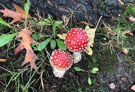 家里养的花什么花有毒