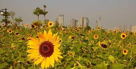 常见花卉养护知识大全