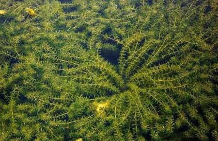 水培植物养什么鱼好