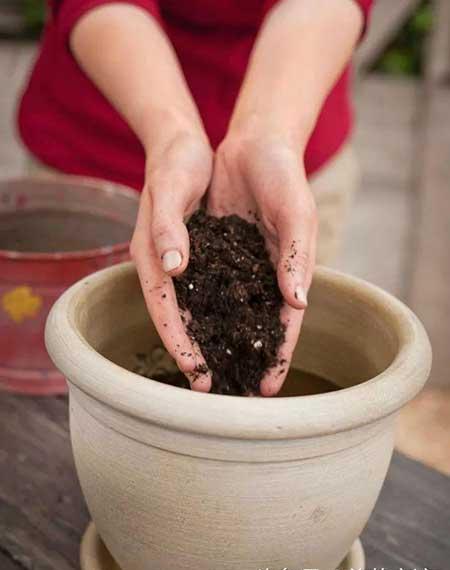 盆栽植物养护方法