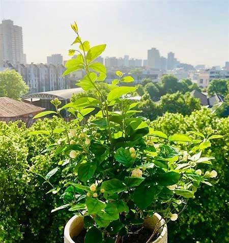 家里养哪几种花或植物旺人又旺财