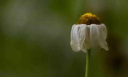 各种花的养殖方法和注意事项