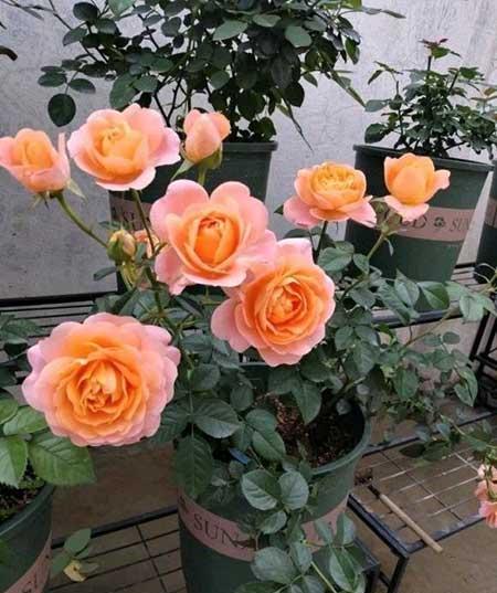 北方比较好养的花