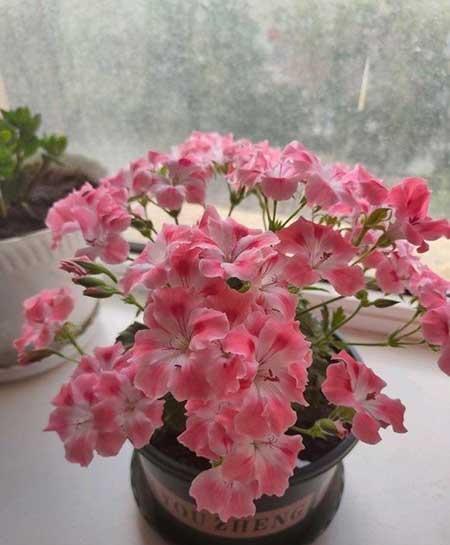 北方比较好养的花