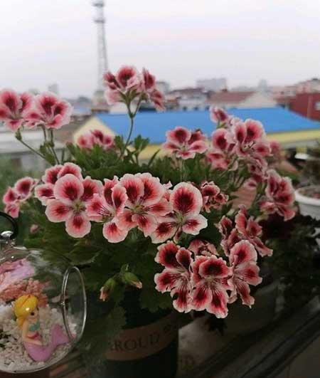 北方比较好养的花