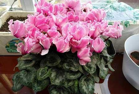 北方比较好养的花