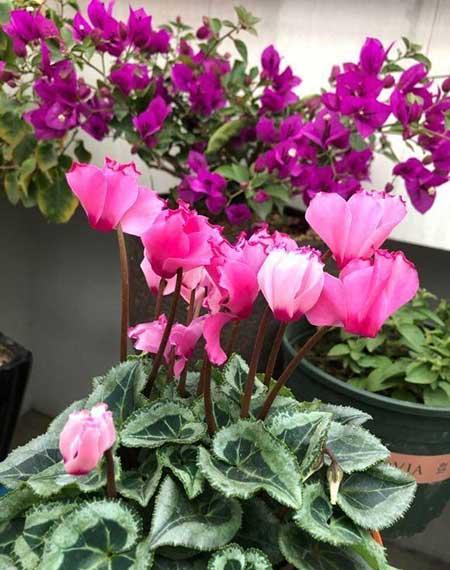 北方比较好养的花