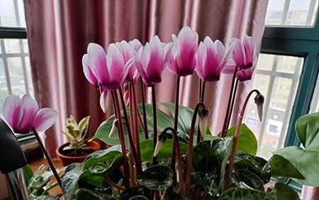 北方比较好养的花