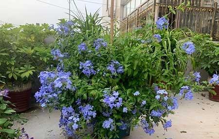 北方比较好养的花