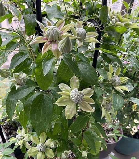 北方比较好养的花