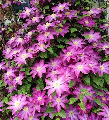 北方比较好养的花