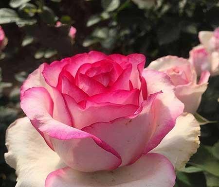 北方比较好养的花