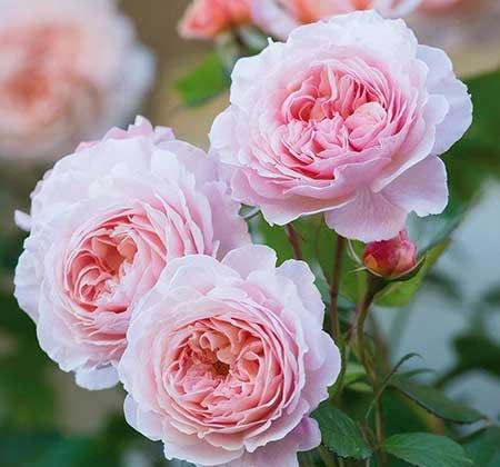 北方比较好养的花