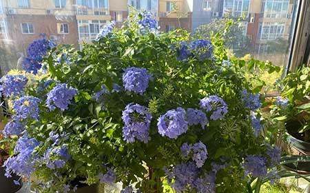 北方比较好养的花