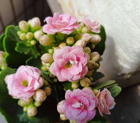 北方比较好养的花