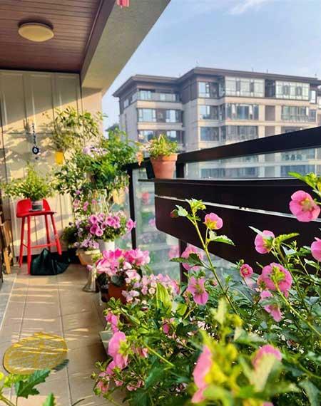 女孩子喜欢养什么花