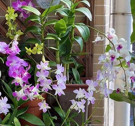 女孩子喜欢养什么花