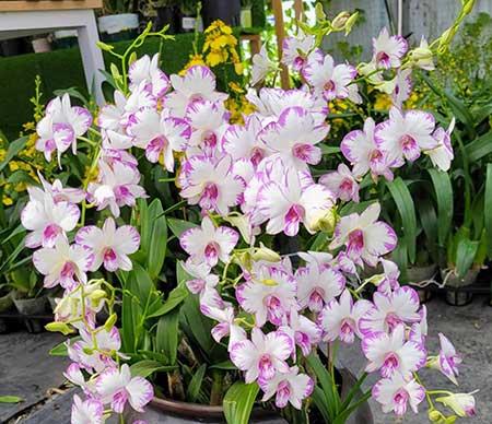 女孩子喜欢养什么花