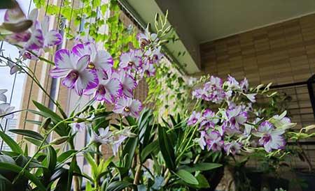 女孩子喜欢养什么花