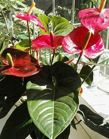 女孩子喜欢养什么花