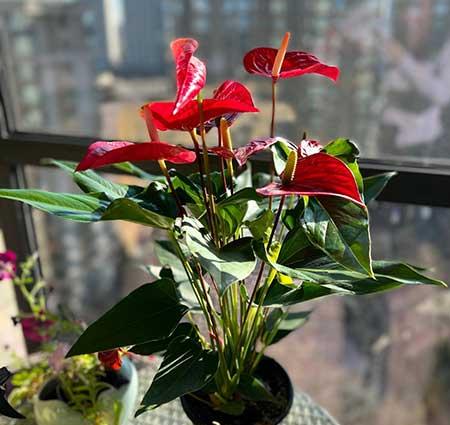 女孩子喜欢养什么花