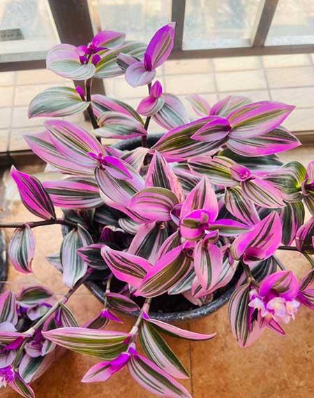 女孩子喜欢养什么花