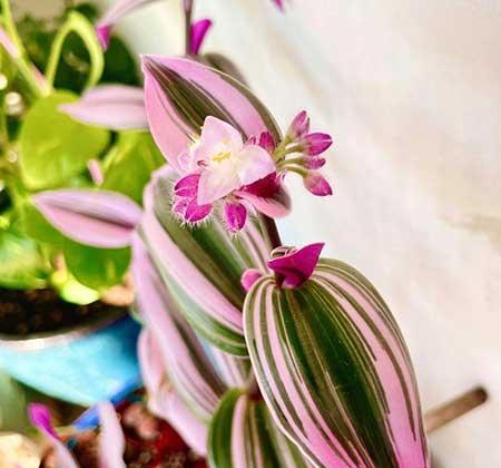 女孩子喜欢养什么花