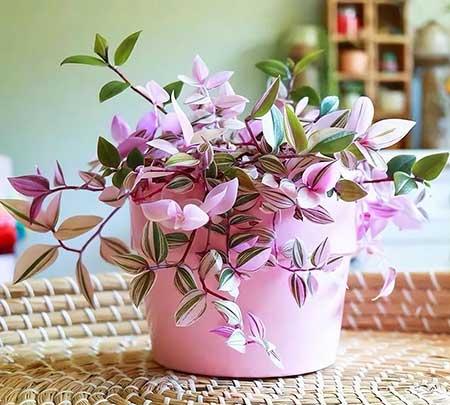 女孩子喜欢养什么花