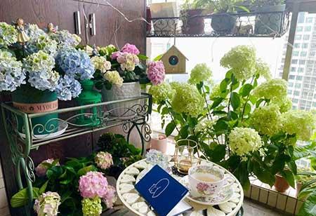 女孩子喜欢养什么花