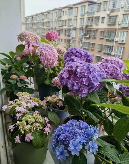 女孩子喜欢养什么花