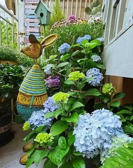 女孩子喜欢养什么花